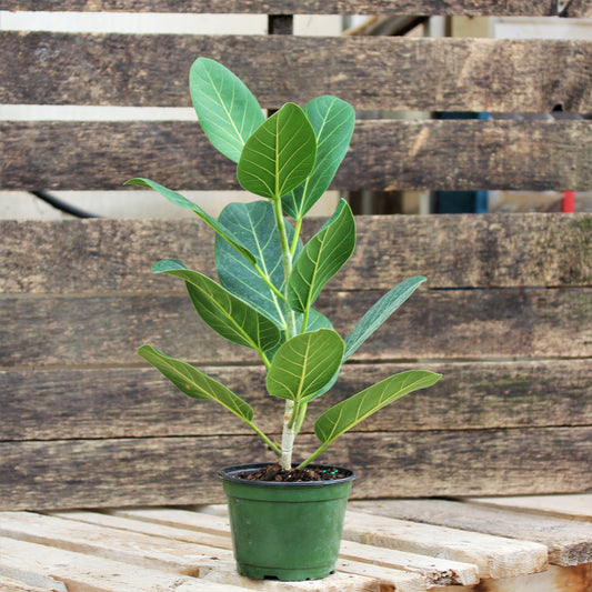 Ficus Audrey Bush 6" Pot