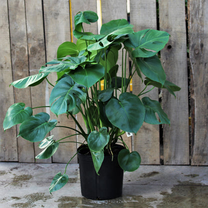 Monstera deliciosa 10" Pot