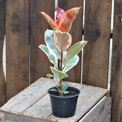 Rubber Plant Ficus Tineke 6" Pot