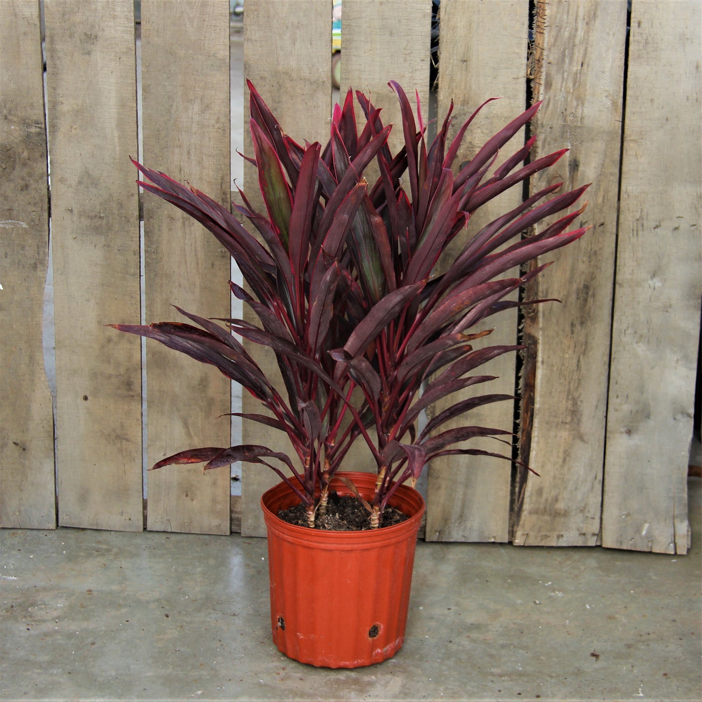 Cordyline 'Red Sensation'