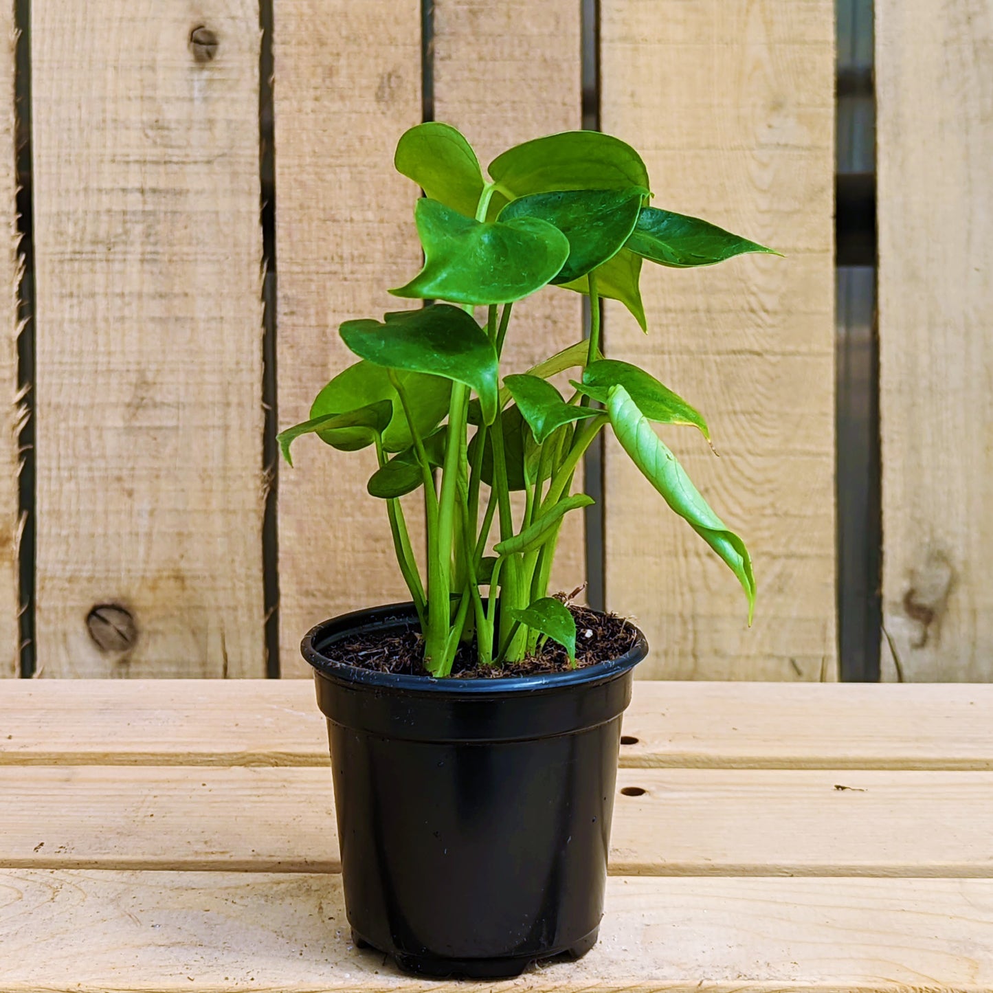 Monstera Deliciosa 4" Pot