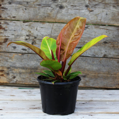 Philodendron Prince of Orange 6" Pot
