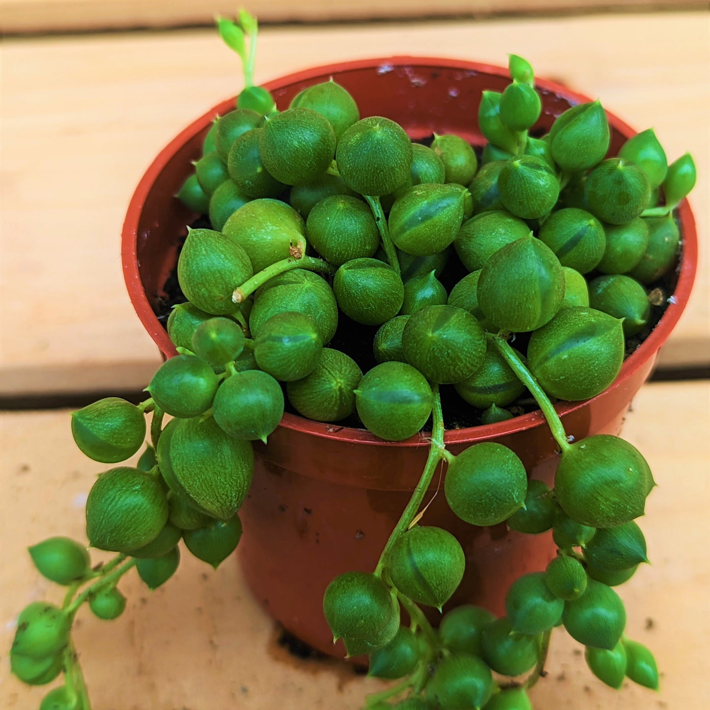 String of Pearls