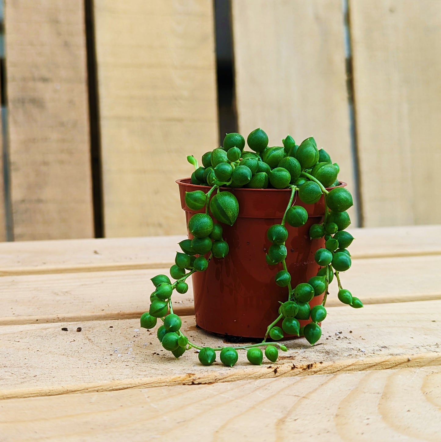 String of Pearls