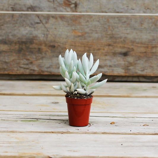 Ghost Plant 1.5" Pot