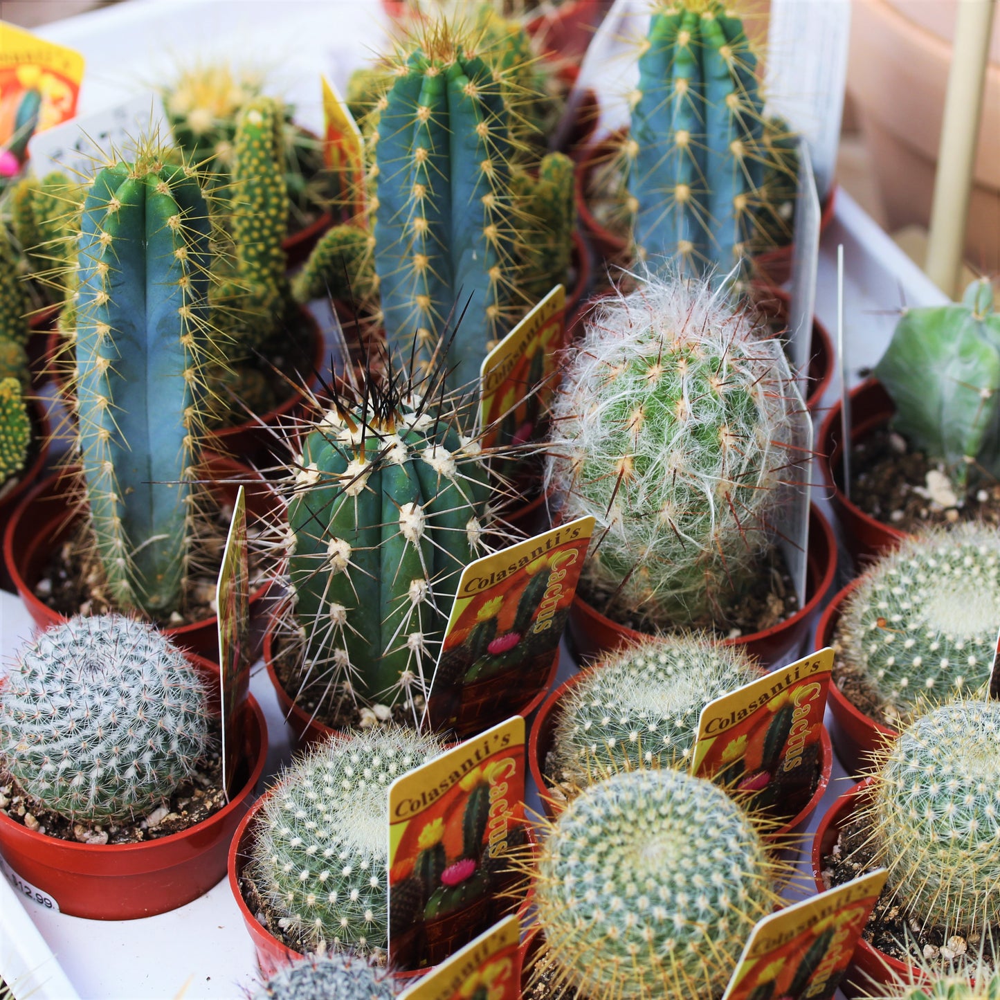 Cactus Assorted 2.5" Pot (Assorted Only)