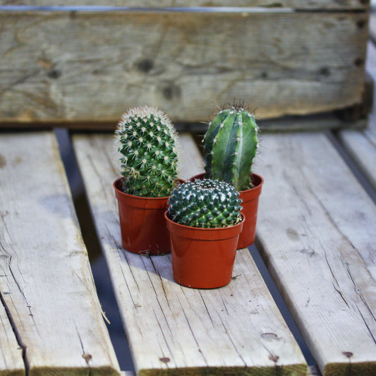 Cactus Assorted 2.5" Pot (Assorted Only)