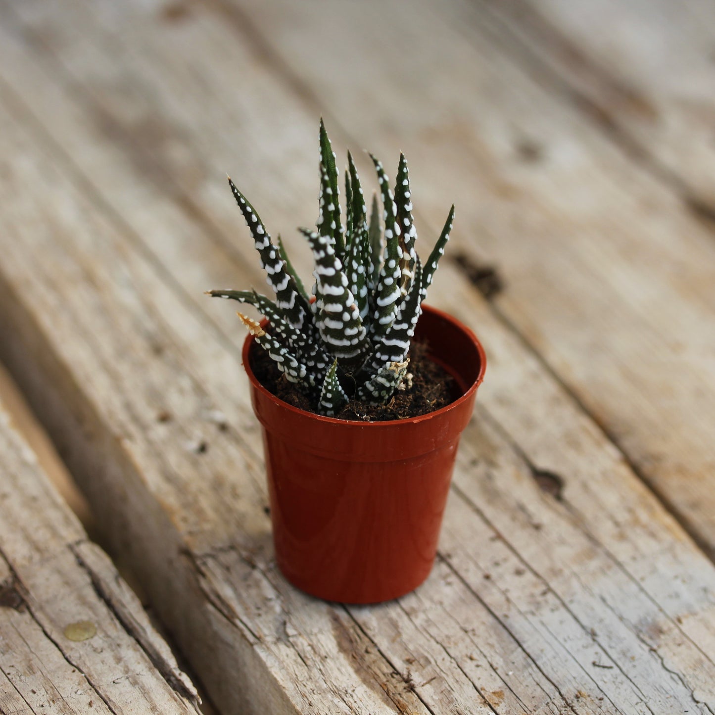 Haworthia Assorted 1.5" Pot