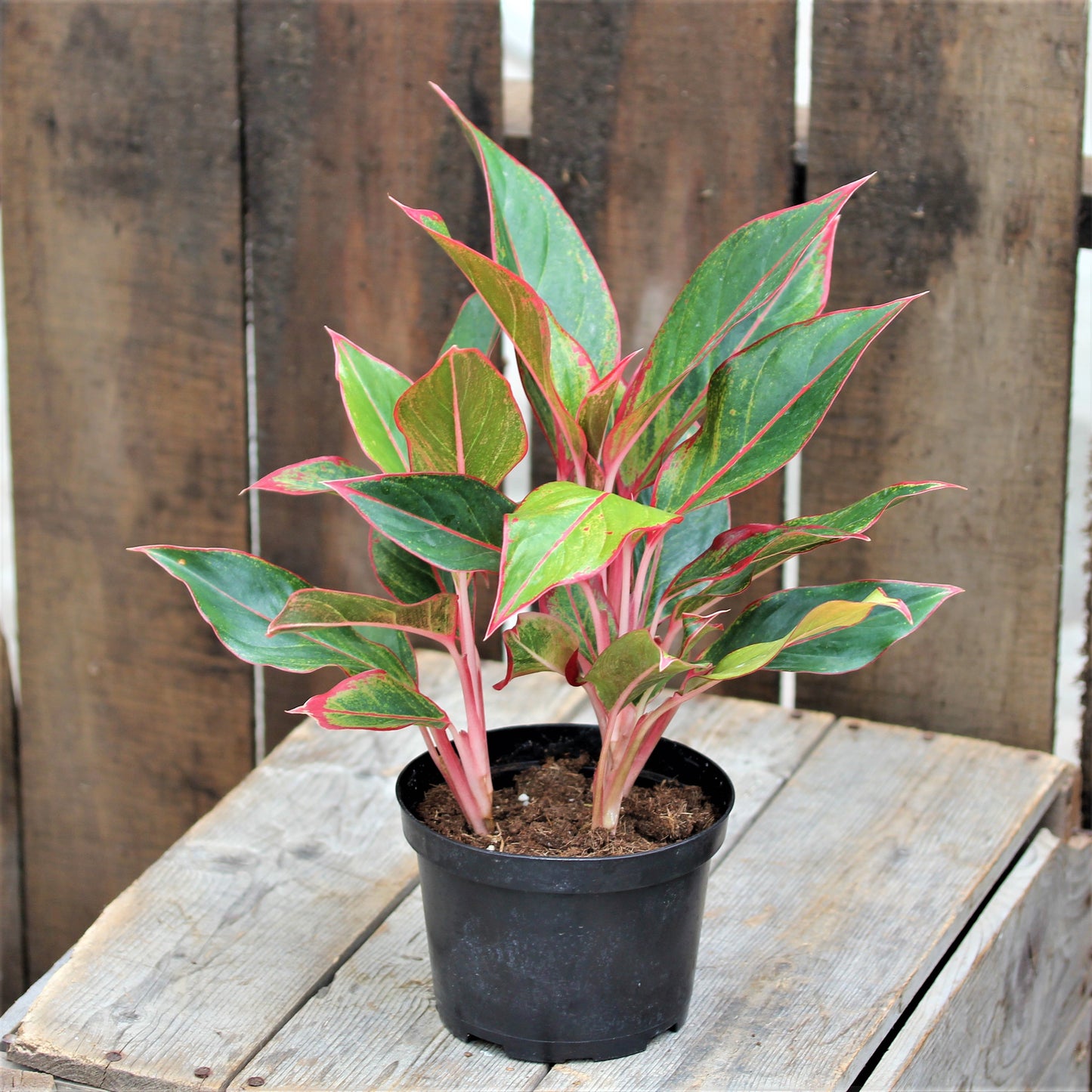 Aglaonema Siam Red 6" Pot