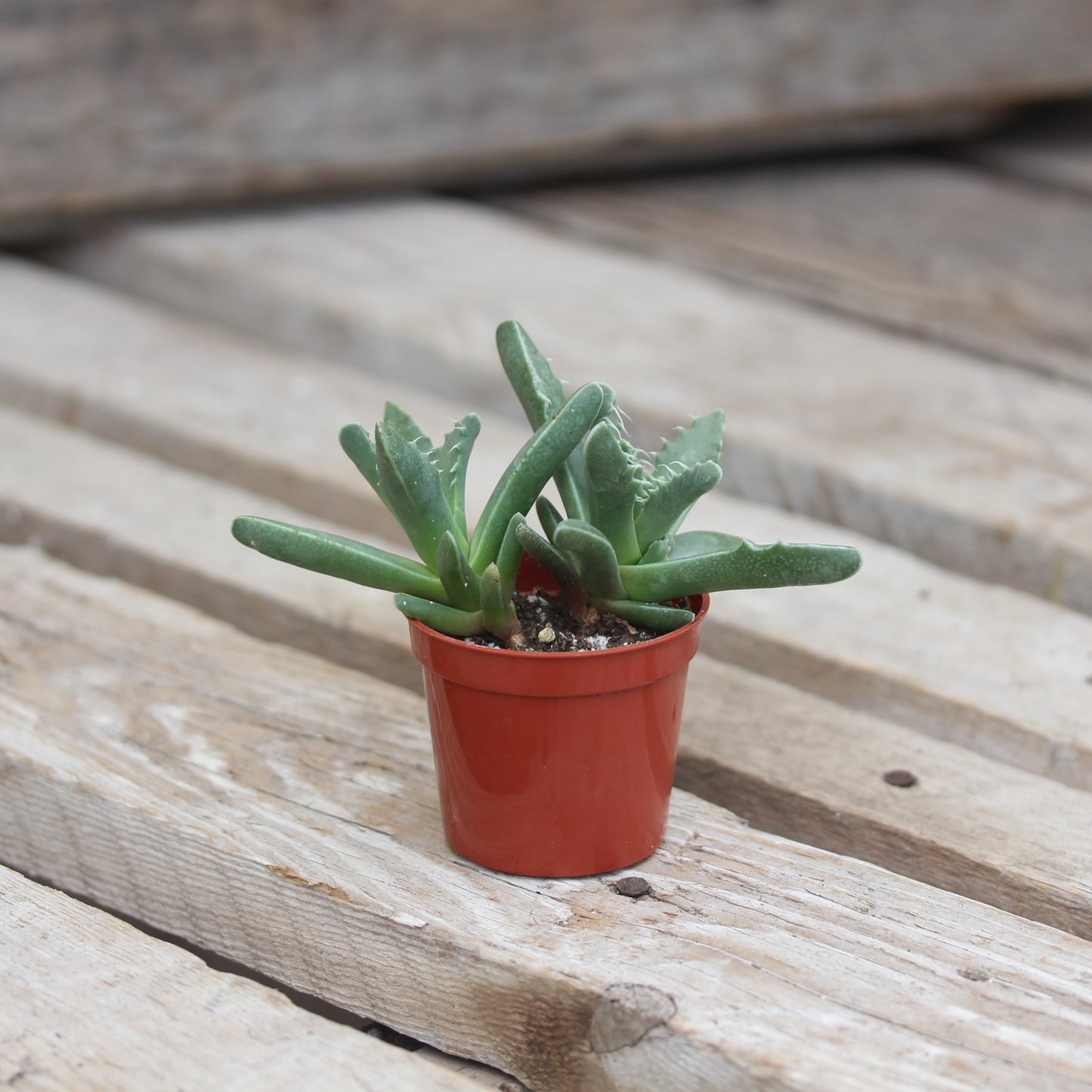 Tiger Jaws Succulent 2.5" Pot