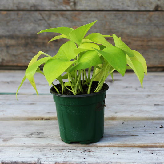 Pothos Neon 4" Pot