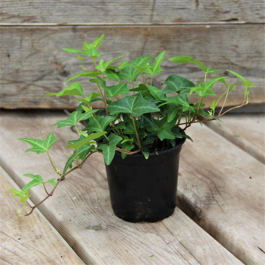 English Ivy Green 4" Pot