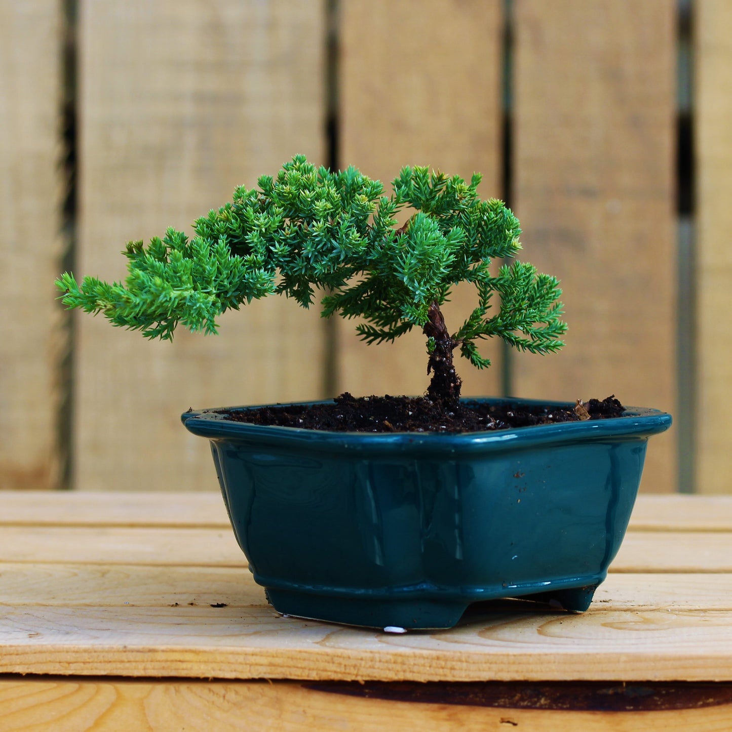 Bonsai Juniper w/Ceramic 6" Pot