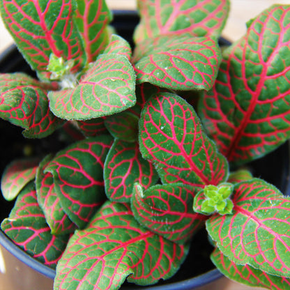 Fittonia Red 4" Pot