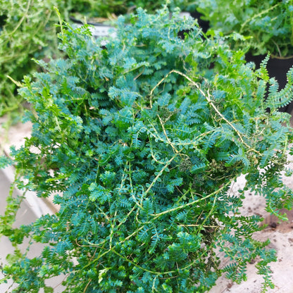 Peacock Moss