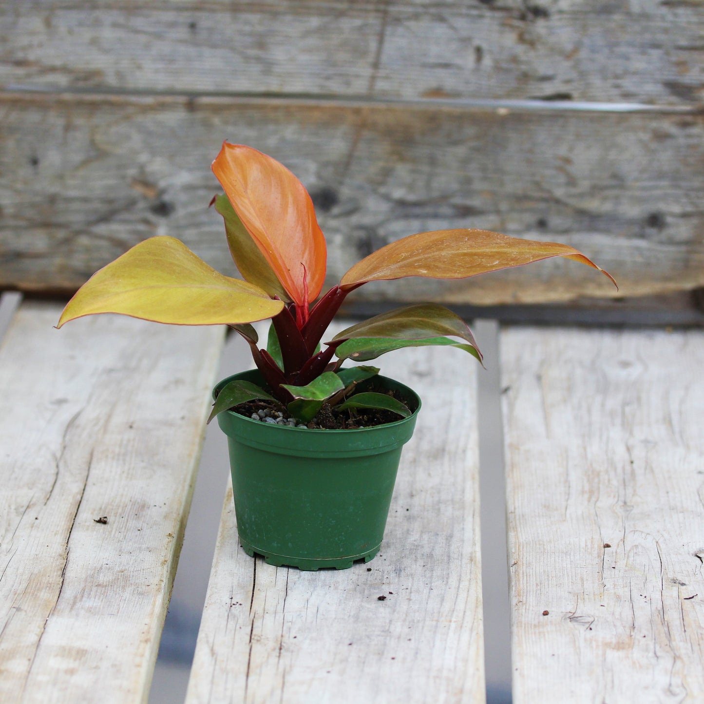 Philodendron 'Prince of Orange'