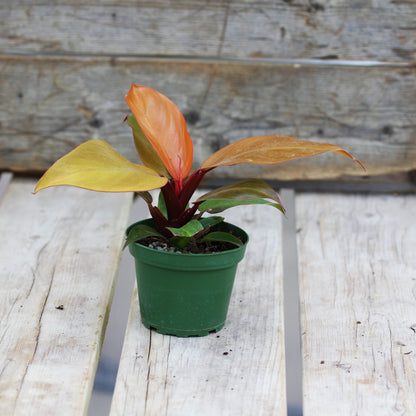 Philodendron 'Prince of Orange'