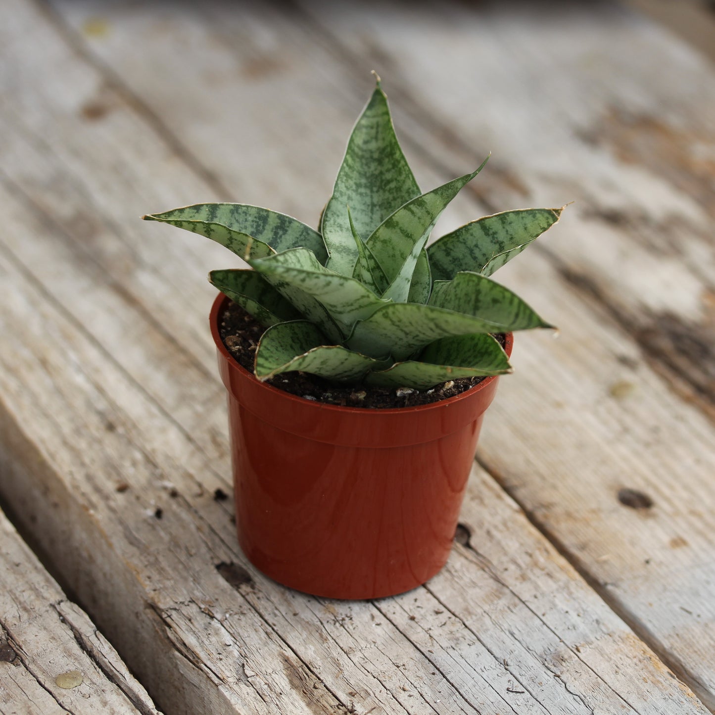 Snake Plant 'Tough Lady'