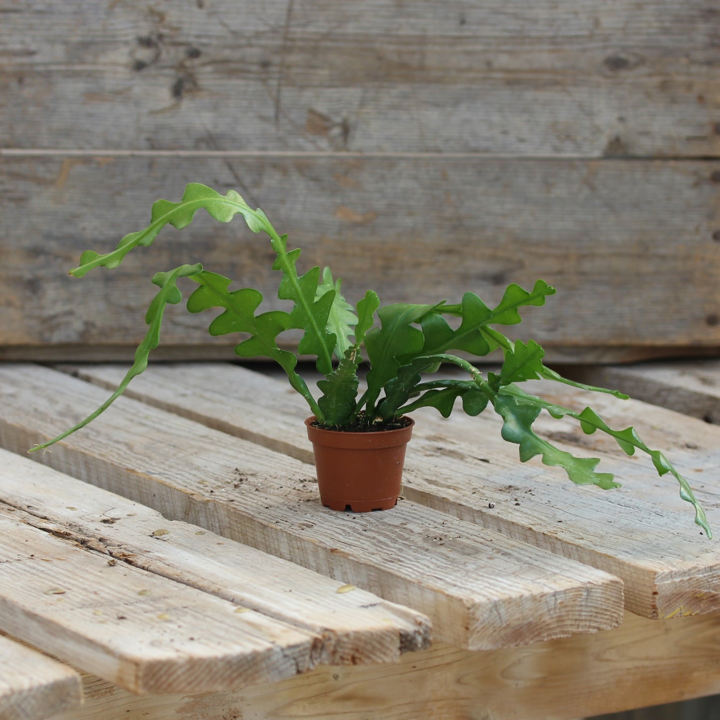 Zig Zag (Fishbone) Cactus