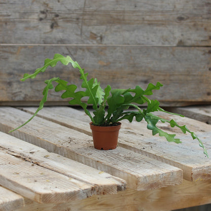 Zig Zag (Fishbone) Cactus
