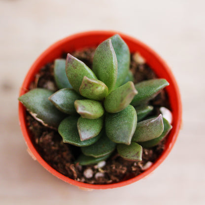 Adromischus 1.5" Pot