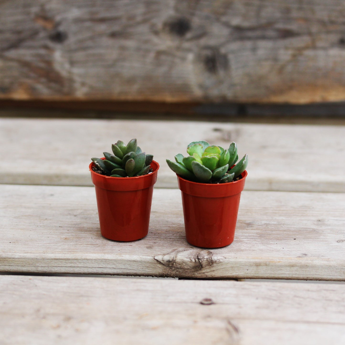 Adromischus 1.5" Pot