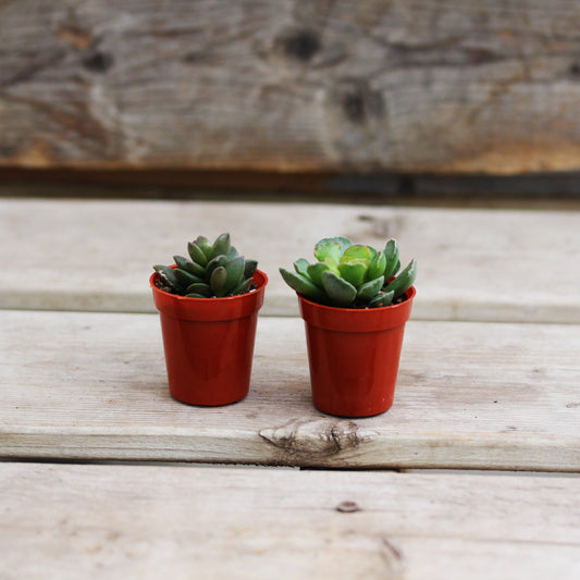 Adromischus 1.5" Pot