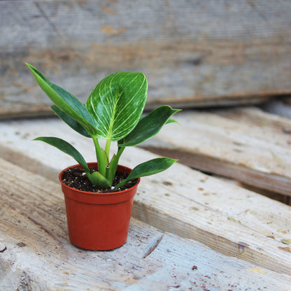 Philodendron 'Birkin'