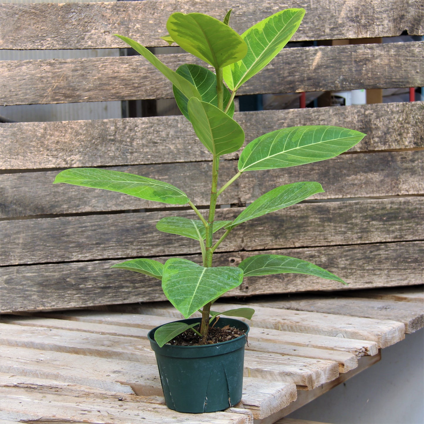 Ficus Yellow Gem 6" Pot