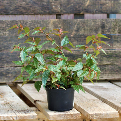Begonia Angel Wing 'Medora'