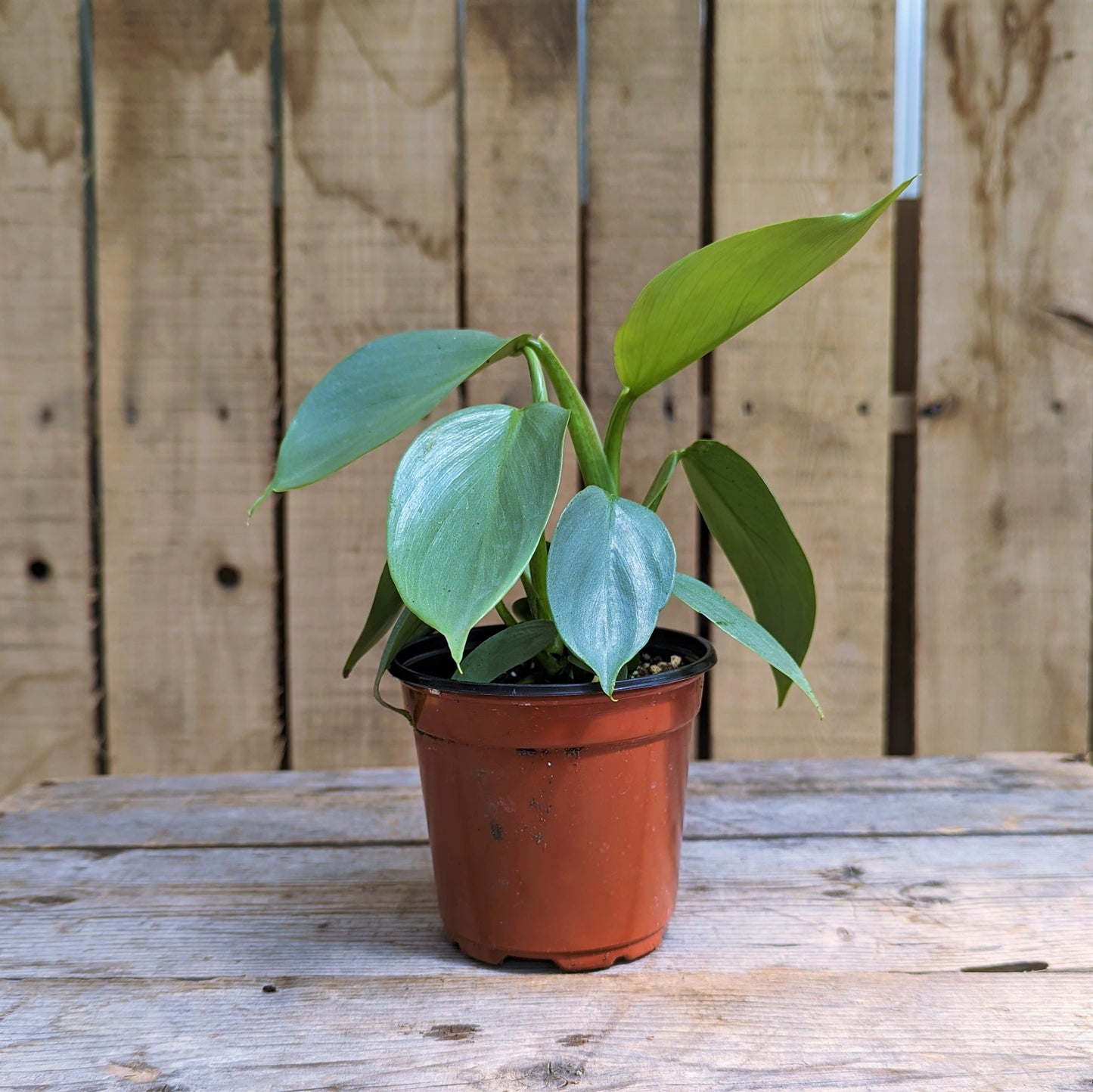 Philodendron Silver Sword 4" Pot