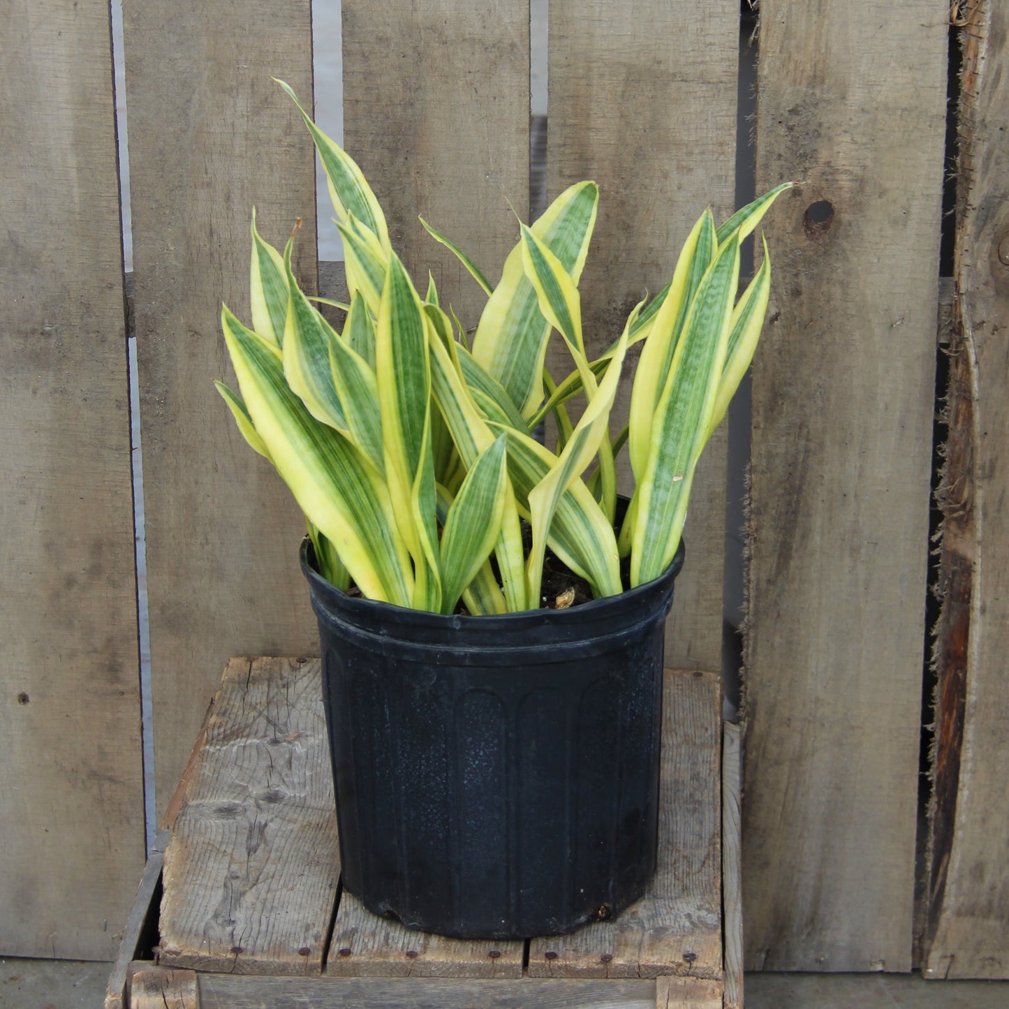 Snake Plant Yellowstone 10" Pot