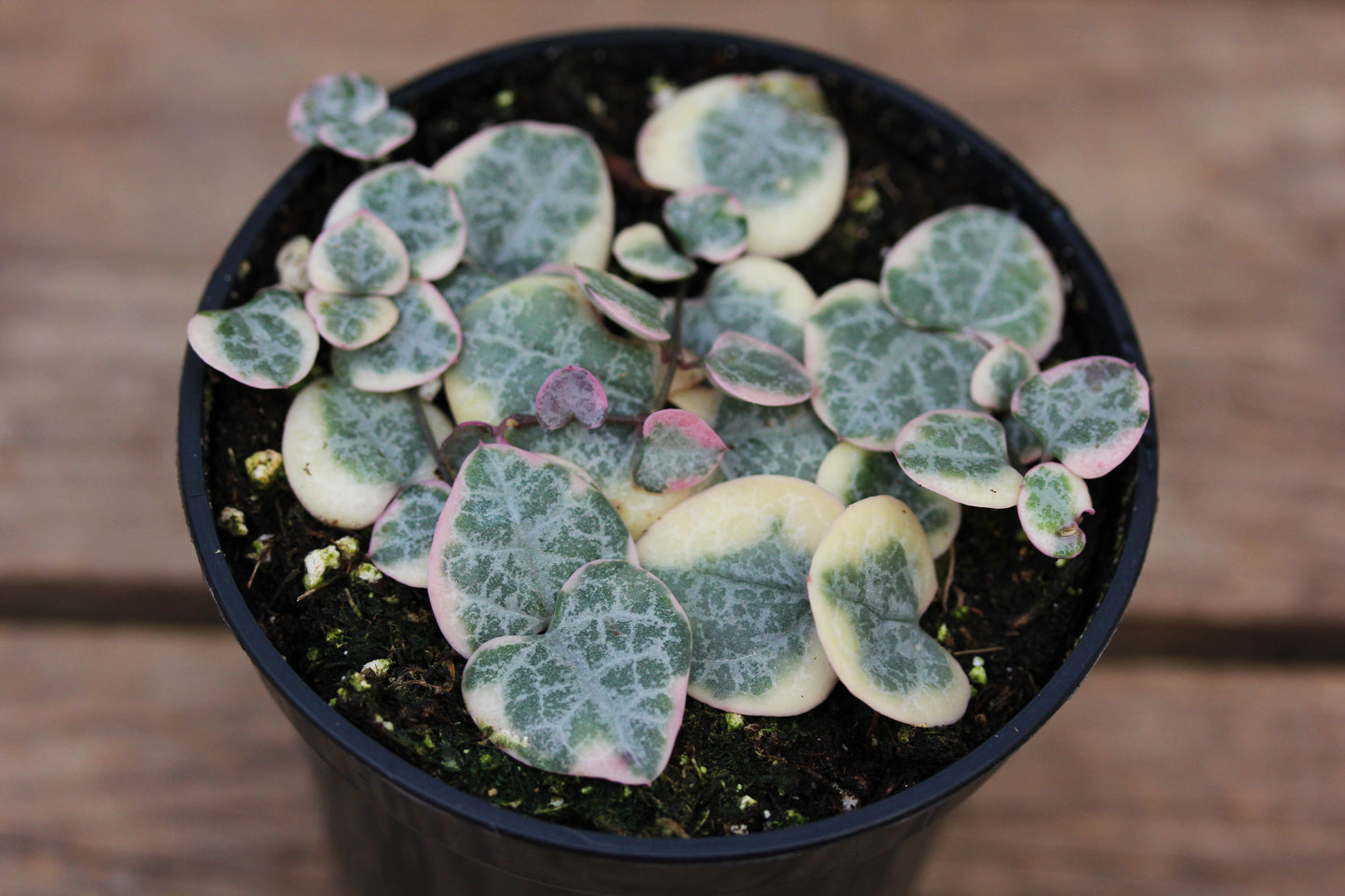 String of Hearts Variegated 4" Pot