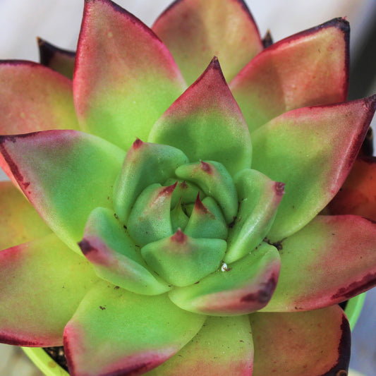 Echeveria 'Ebony'