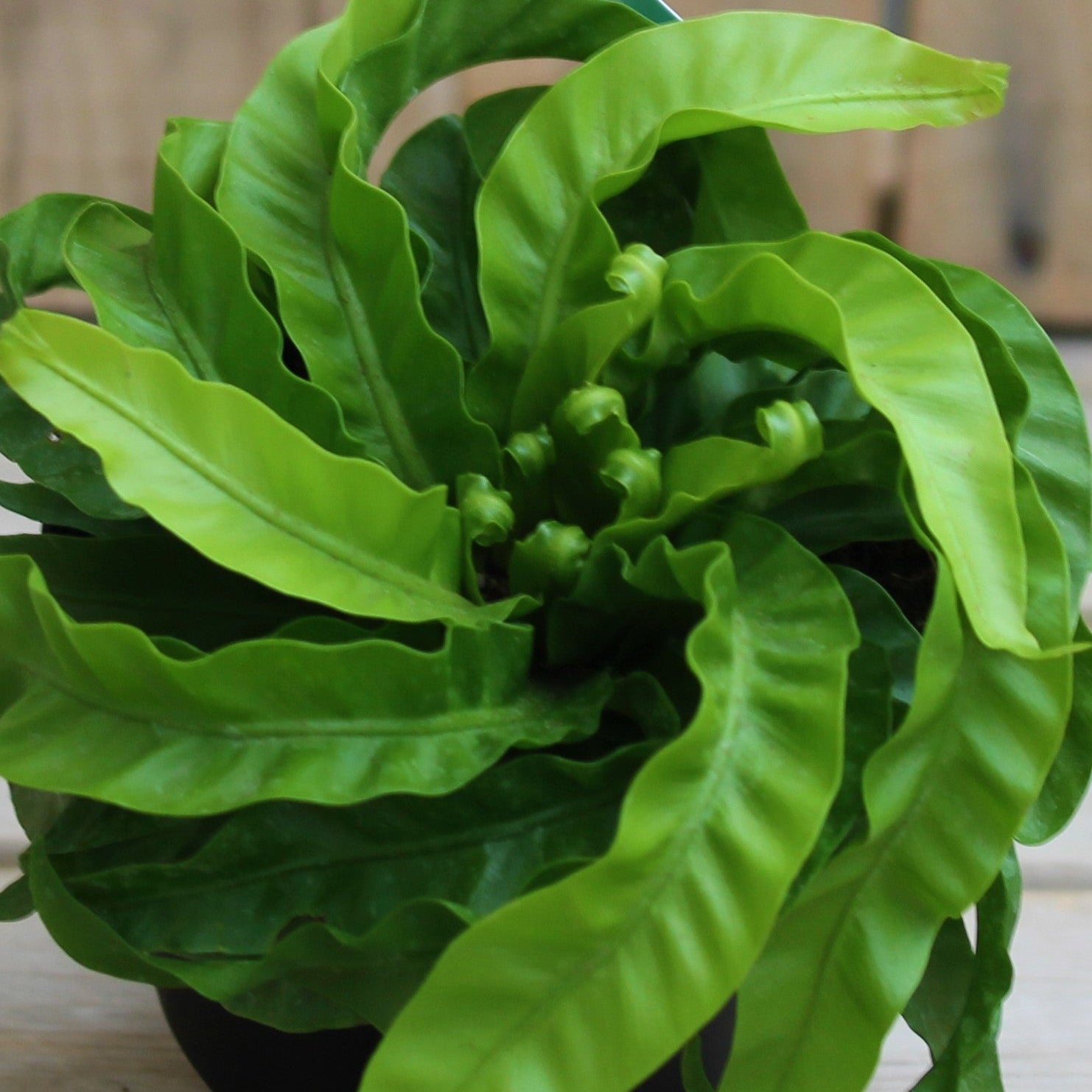 Hurricane Bird’s Nest Fern