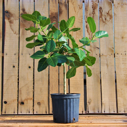 Ficus Audrey Standard 10" Pot