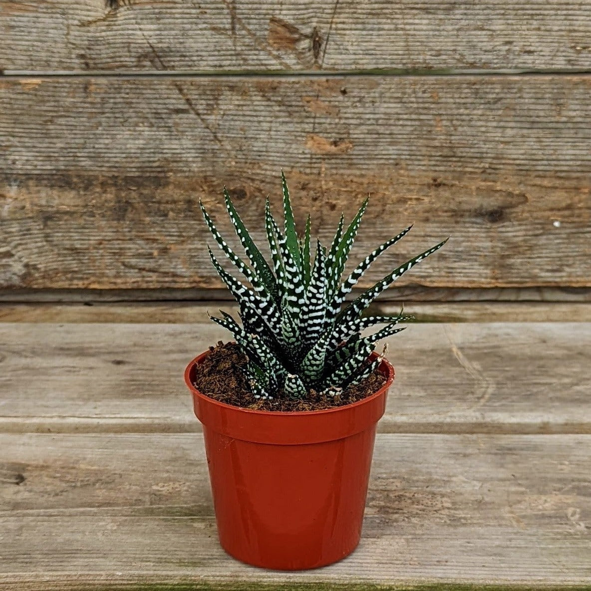 Haworthia Assorted 3.25" Pot