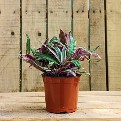Rhoeo ‘Tricolor’
