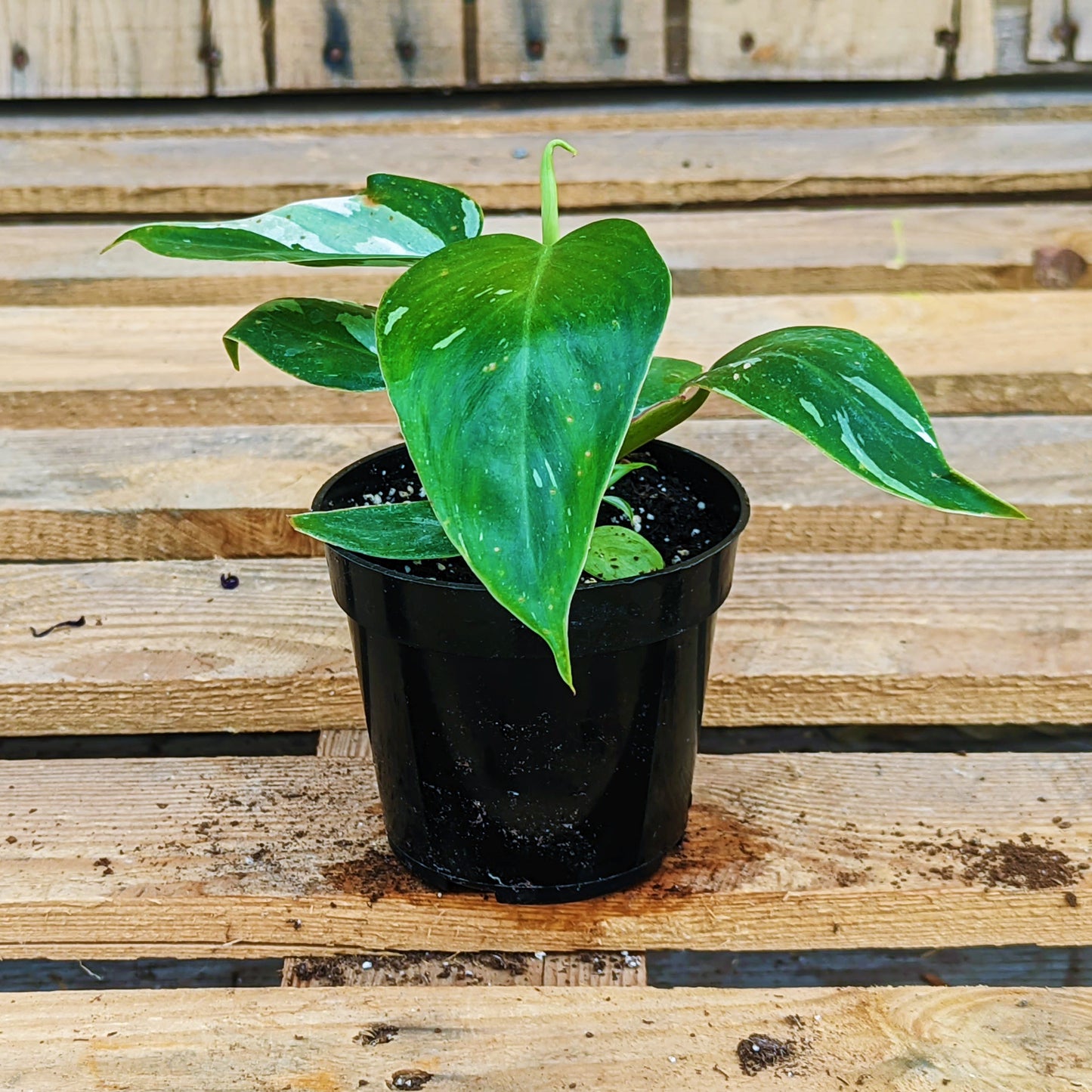 Philodendron 'White Knight'