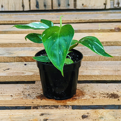 Philodendron 'White Knight'