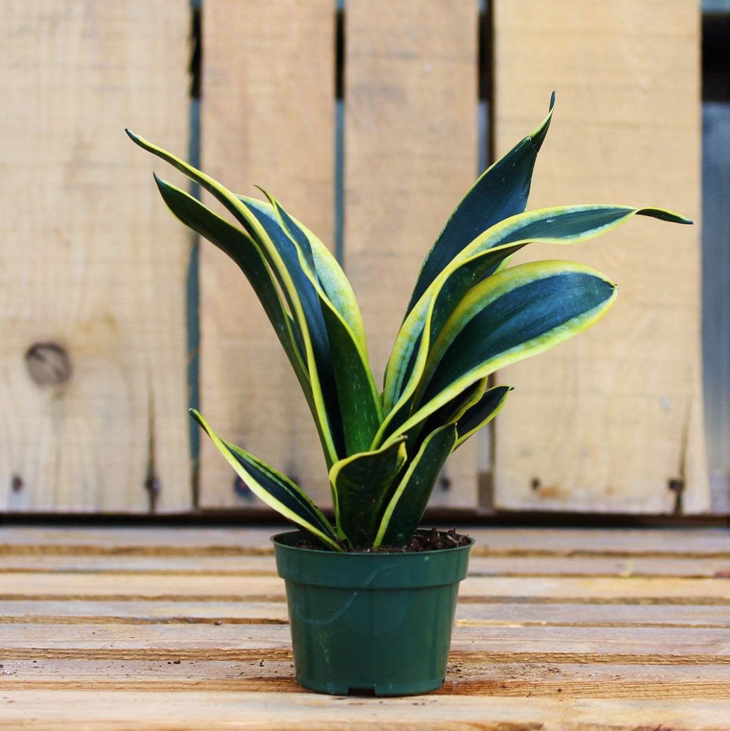 Snake Plant Black Gold 4" Pot