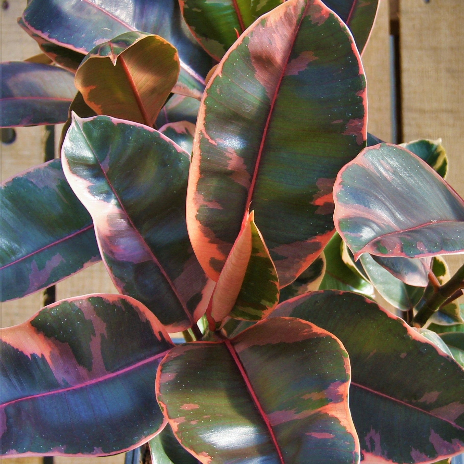 10 Inch Ficus Ruby Ficus 'Ruby' – Scott's Nursery Ltd.