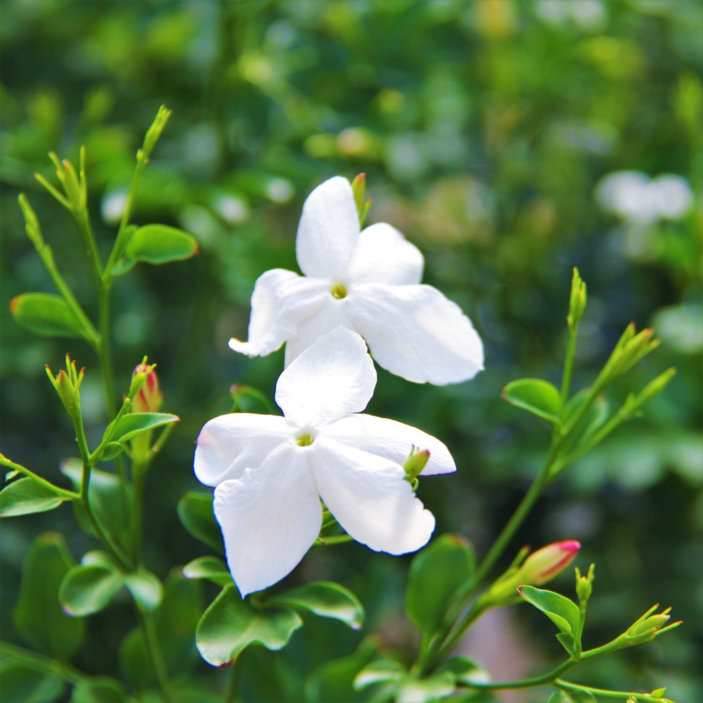 Common Jasmine