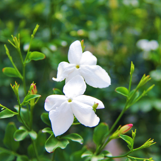 Common Jasmine