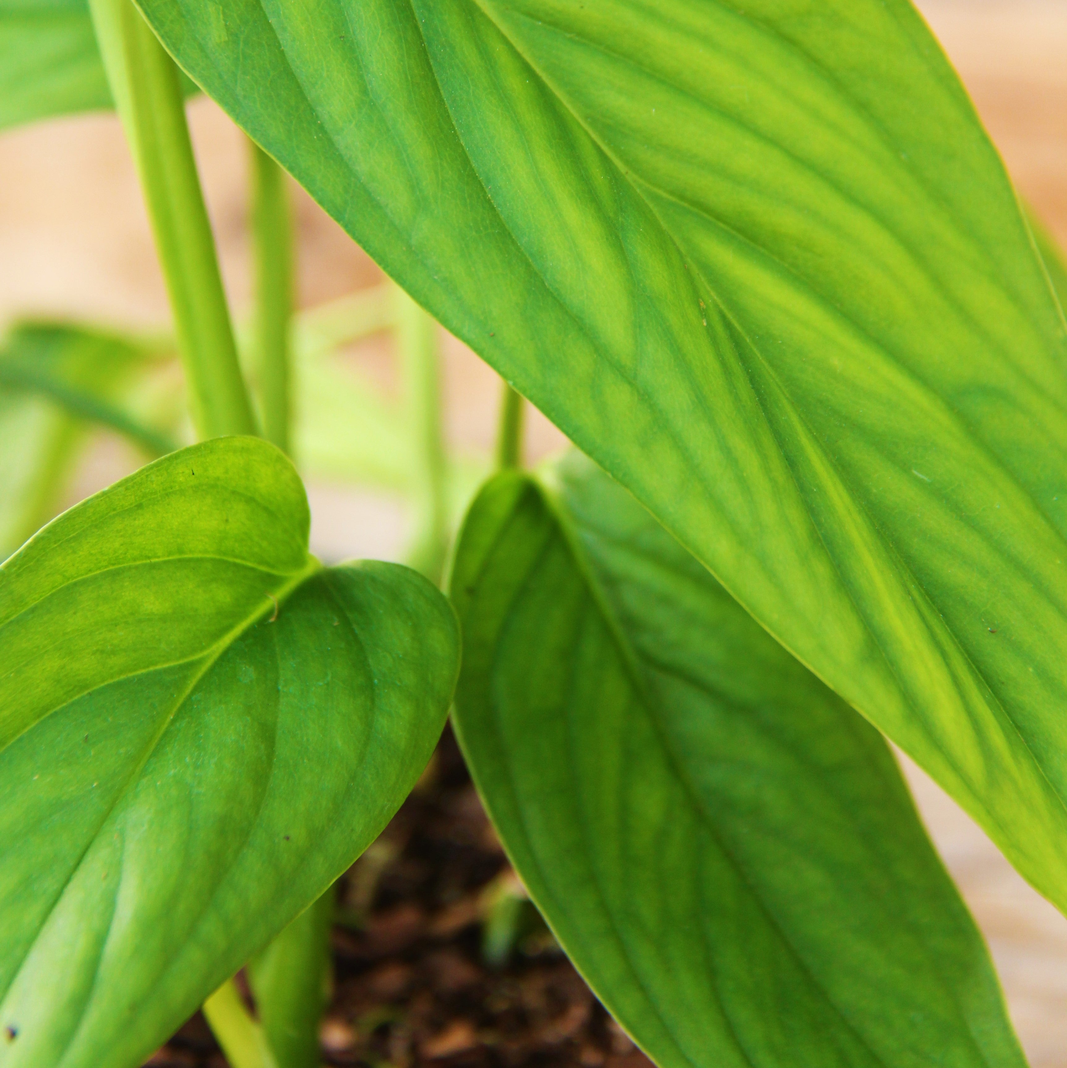Monstera Lechleriana