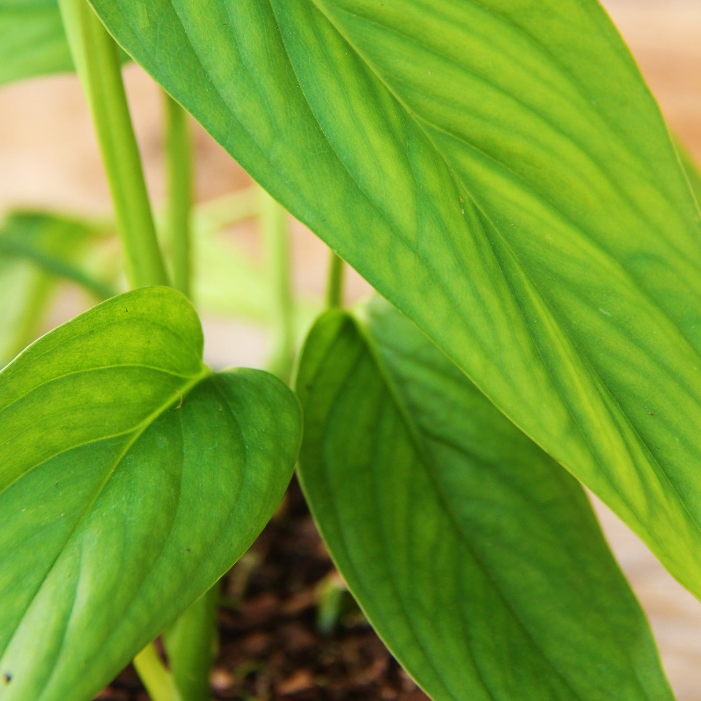Monstera lechleriana