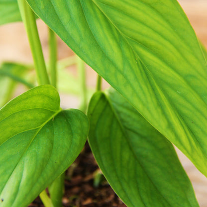 Monstera lechleriana