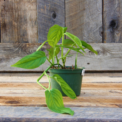 Monstera lechleriana