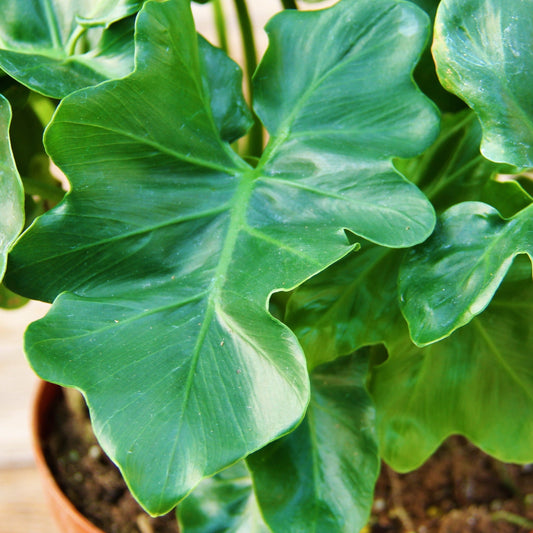 Philodendron 'Atom'