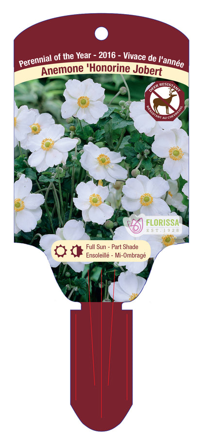 Anemone Honorine Jobert 5.5" Pot
